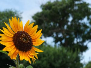 Sunflower in Hanamaki