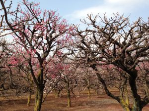 plum trees in Shoan