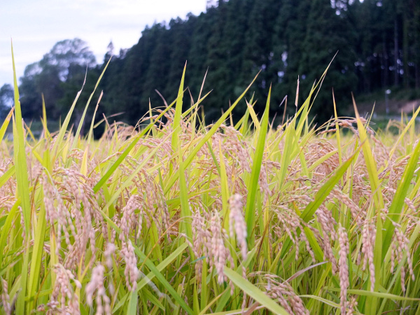 Rice field in Hanamaki
