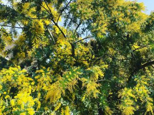 mimosa