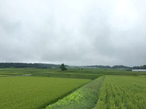 Chino rice fertilizer