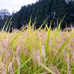 Rice field in Hanamaki